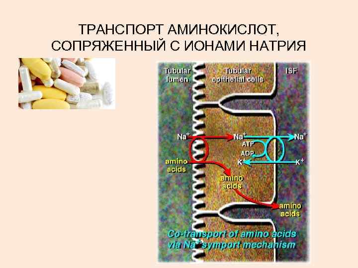 ТРАНСПОРТ АМИНОКИСЛОТ, СОПРЯЖЕННЫЙ С ИОНАМИ НАТРИЯ 