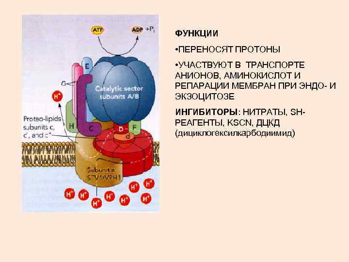 ФУНКЦИИ • ПЕРЕНОСЯТ ПРОТОНЫ • УЧАСТВУЮТ В ТРАНСПОРТЕ АНИОНОВ, АМИНОКИСЛОТ И РЕПАРАЦИИ МЕМБРАН ПРИ