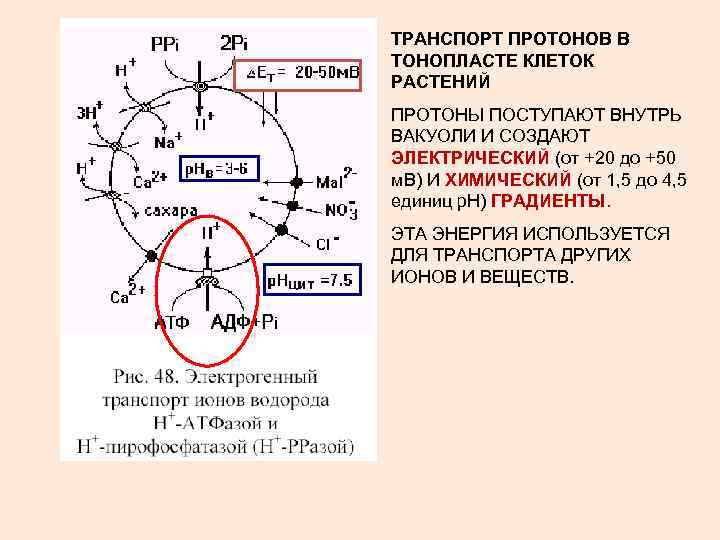 ТРАНСПОРТ ПРОТОНОВ В ТОНОПЛАСТЕ КЛЕТОК РАСТЕНИЙ ПРОТОНЫ ПОСТУПАЮТ ВНУТРЬ ВАКУОЛИ И СОЗДАЮТ ЭЛЕКТРИЧЕСКИЙ (от