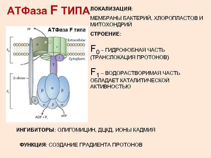 АТФаза F ТИПА ЛОКАЛИЗАЦИЯ: МЕМБРАНЫ БАКТЕРИЙ, ХЛОРОПЛАСТОВ И МИТОХОНДРИЙ СТРОЕНИЕ: F 0 – ГИДРОФОБНАЯ