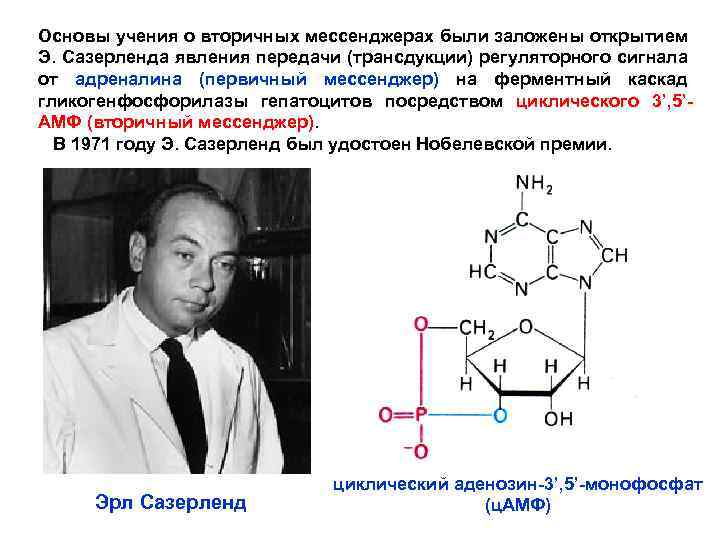 Основы учения о вторичных мессенджерах были заложены открытием Э. Сазерленда явления передачи (трансдукции) регуляторного