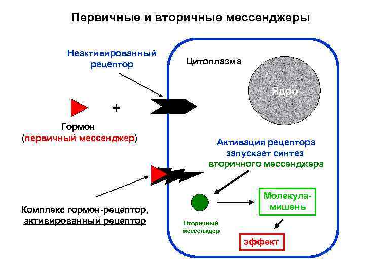 Активация мессенджер