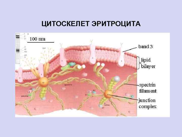 ЦИТОСКЕЛЕТ ЭРИТРОЦИТА 