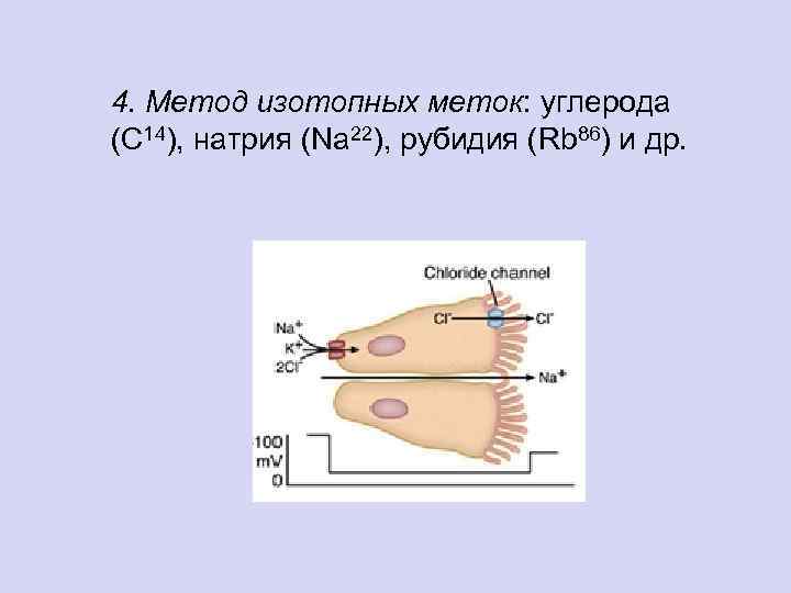 4. Метод изотопных меток: углерода (С 14), натрия (Na 22), рубидия (Rb 86) и