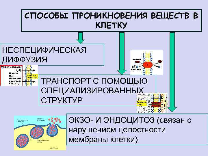 СПОСОБЫ ПРОНИКНОВЕНИЯ ВЕЩЕСТВ В КЛЕТКУ НЕСПЕЦИФИЧЕСКАЯ ДИФФУЗИЯ ТРАНСПОРТ С ПОМОЩЬЮ СПЕЦИАЛИЗИРОВАННЫХ СТРУКТУР ЭКЗО- И