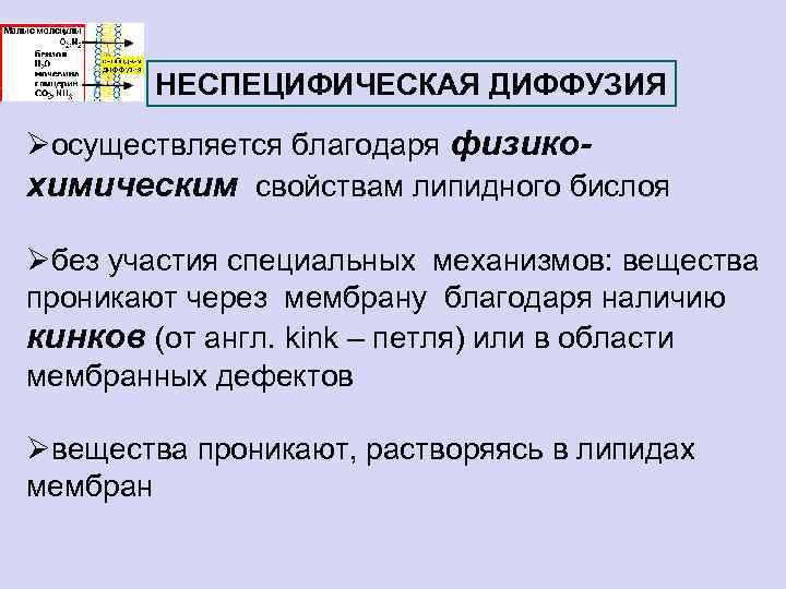 НЕСПЕЦИФИЧЕСКАЯ ДИФФУЗИЯ Øосуществляется благодаря физикохимическим свойствам липидного бислоя Øбез участия специальных механизмов: вещества проникают