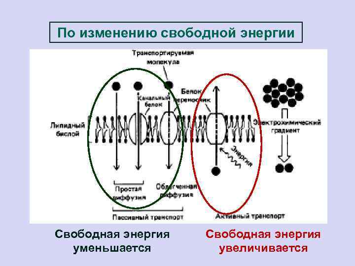 По изменению свободной энергии Свободная энергия уменьшается Свободная энергия увеличивается 