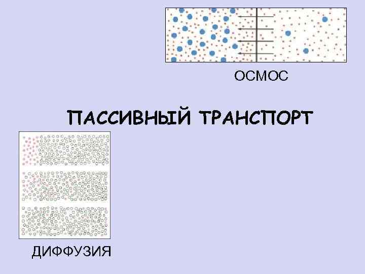 ОСМОС ПАССИВНЫЙ ТРАНСПОРТ ДИФФУЗИЯ 