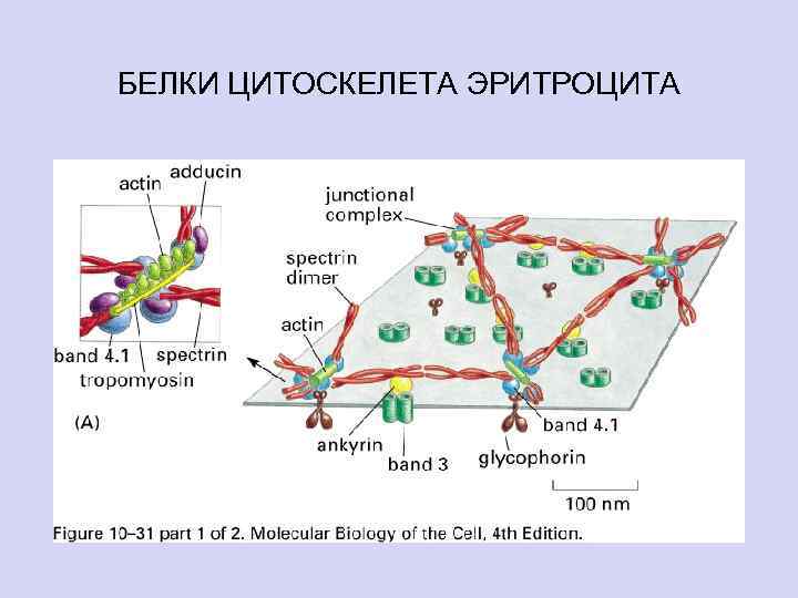 БЕЛКИ ЦИТОСКЕЛЕТА ЭРИТРОЦИТА 