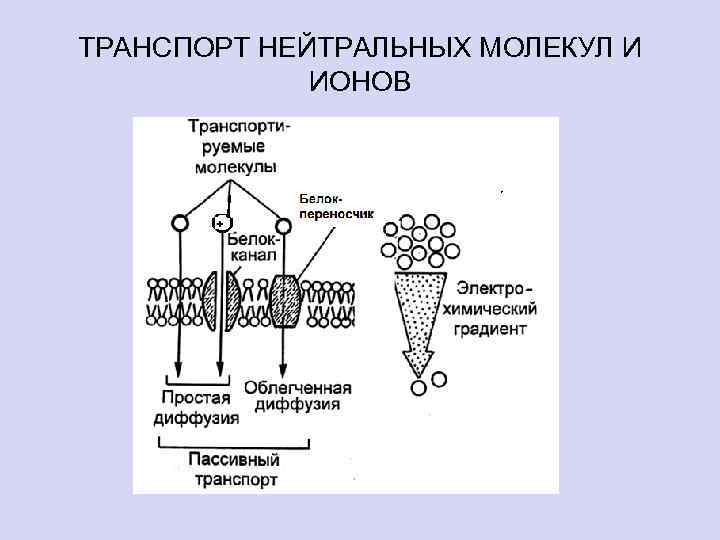 ТРАНСПОРТ НЕЙТРАЛЬНЫХ МОЛЕКУЛ И ИОНОВ + 