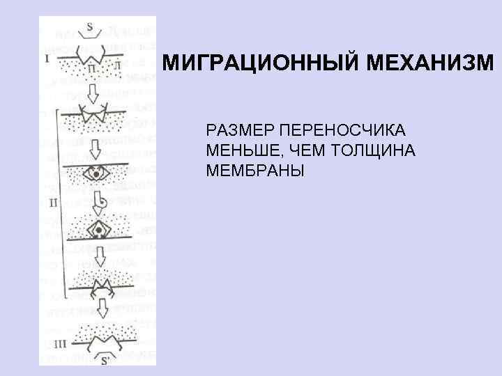 МИГРАЦИОННЫЙ МЕХАНИЗМ РАЗМЕР ПЕРЕНОСЧИКА МЕНЬШЕ, ЧЕМ ТОЛЩИНА МЕМБРАНЫ 