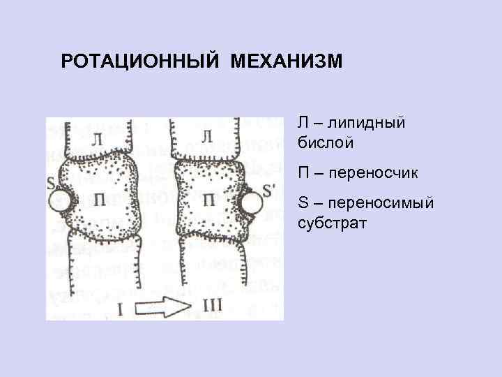 РОТАЦИОННЫЙ МЕХАНИЗМ Л – липидный бислой П – переносчик S – переносимый субстрат 