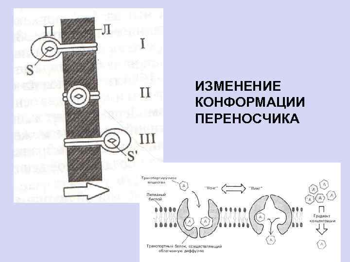 ИЗМЕНЕНИЕ КОНФОРМАЦИИ ПЕРЕНОСЧИКА 