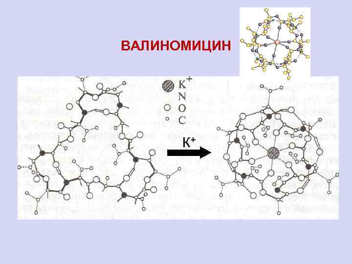 ВАЛИНОМИЦИН К+ 