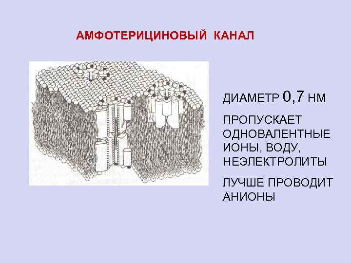 АМФОТЕРИЦИНОВЫЙ КАНАЛ ДИАМЕТР 0, 7 НМ ПРОПУСКАЕТ ОДНОВАЛЕНТНЫЕ ИОНЫ, ВОДУ, НЕЭЛЕКТРОЛИТЫ ЛУЧШЕ ПРОВОДИТ АНИОНЫ