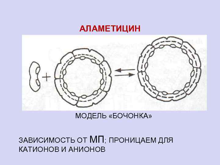 АЛАМЕТИЦИН МОДЕЛЬ «БОЧОНКА» ЗАВИСИМОСТЬ ОТ МП; ПРОНИЦАЕМ ДЛЯ КАТИОНОВ И АНИОНОВ 