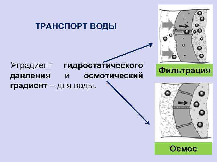 ТРАНСПОРТ ВОДЫ Øградиент гидростатического давления и осмотический градиент – для воды. Фильтрация Осмос 