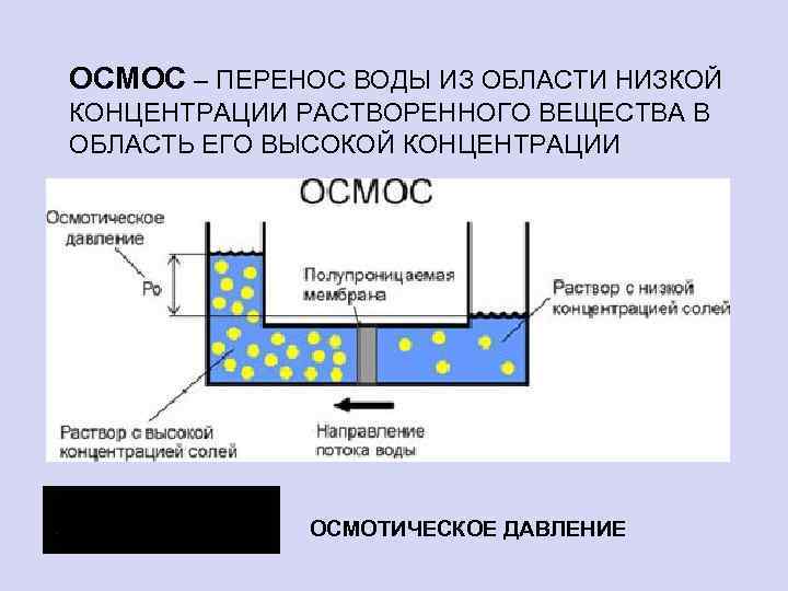 Презентация на тему осмос