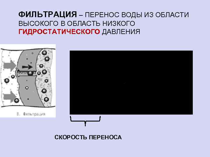 ФИЛЬТРАЦИЯ – ПЕРЕНОС ВОДЫ ИЗ ОБЛАСТИ ВЫСОКОГО В ОБЛАСТЬ НИЗКОГО ГИДРОСТАТИЧЕСКОГО ДАВЛЕНИЯ СКОРОСТЬ ПЕРЕНОСА