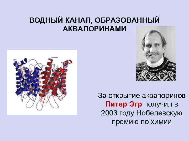 ВОДНЫЙ КАНАЛ, ОБРАЗОВАННЫЙ АКВАПОРИНАМИ За открытие аквапоринов Питер Эгр получил в 2003 году Нобелевскую