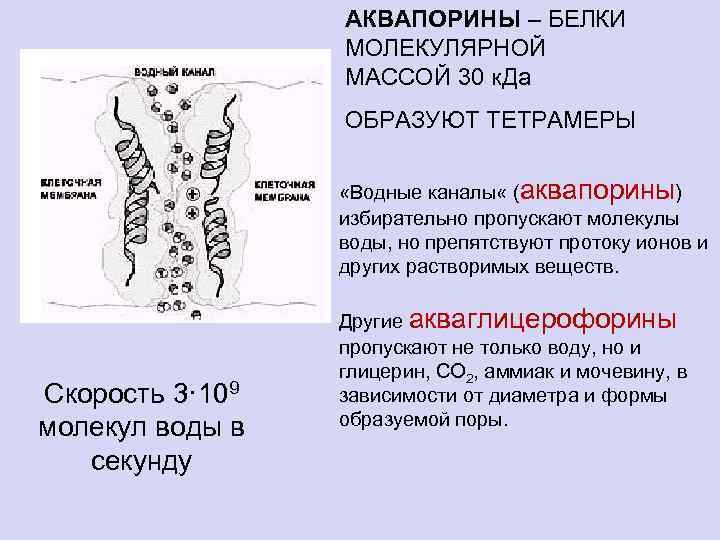 АКВАПОРИНЫ – БЕЛКИ МОЛЕКУЛЯРНОЙ МАССОЙ 30 к. Да ОБРАЗУЮТ ТЕТРАМЕРЫ «Водные каналы « (аквапорины)