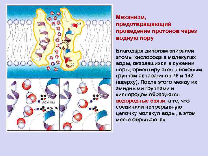 Механизм, предотвращающий проведение протонов через водную пору Благодаря диполям спиралей атомы кислорода в молекулах
