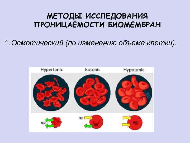 МЕТОДЫ ИССЛЕДОВАНИЯ ПРОНИЦАЕМОСТИ БИОМЕМБРАН 1. Осмотический (по изменению объема клетки). 