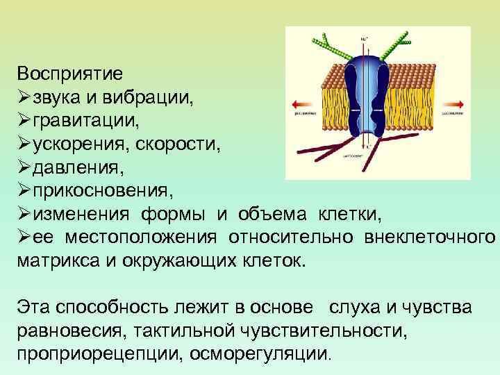 Восприятие Øзвука и вибрации, Øгравитации, Øускорения, скорости, Øдавления, Øприкосновения, Øизменения формы и объема клетки,
