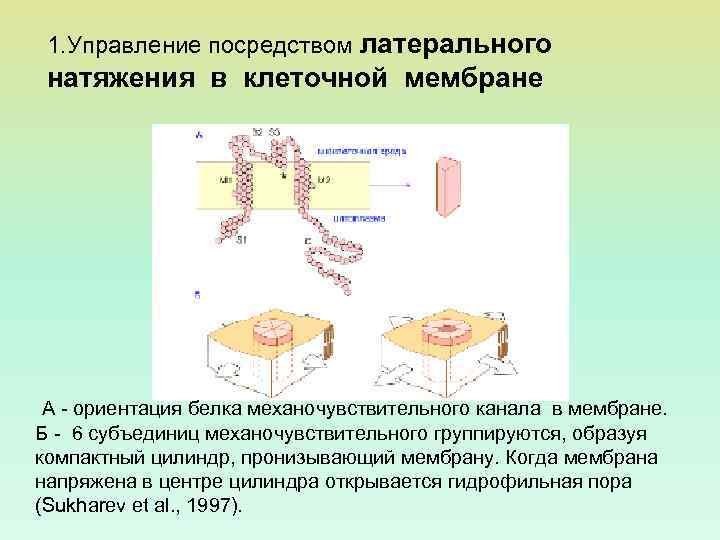 1. Управление посредством латерального натяжения в клеточной мембране А - ориентация белка механочувствительного канала