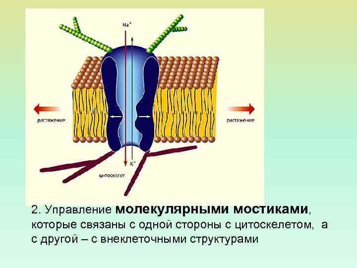 2. Управление молекулярными мостиками, которые связаны с одной стороны с цитоскелетом, а с другой