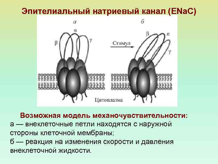 Эпителиальный натриевый канал (ENa. С) Возможная модель механочувствительности: а — внеклеточные петли находятся с
