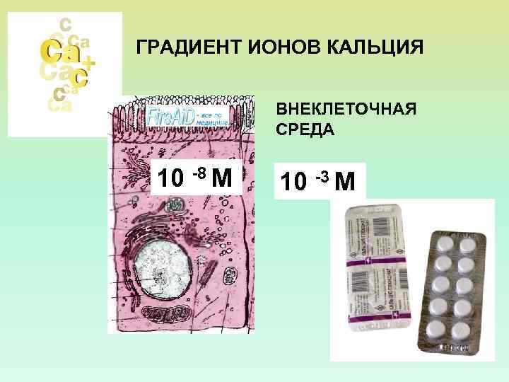 ГРАДИЕНТ ИОНОВ КАЛЬЦИЯ ВНЕКЛЕТОЧНАЯ СРЕДА 10 -8 М 10 -3 М 