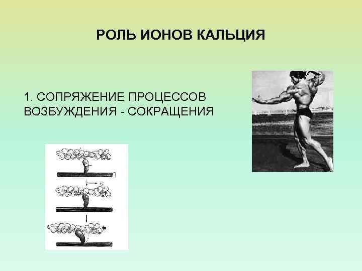 РОЛЬ ИОНОВ КАЛЬЦИЯ 1. СОПРЯЖЕНИЕ ПРОЦЕССОВ ВОЗБУЖДЕНИЯ - СОКРАЩЕНИЯ 