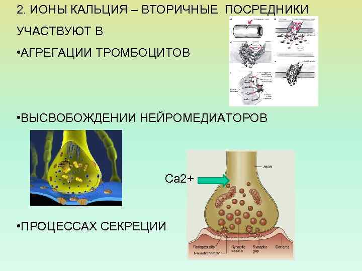 Процесс секреции заключается в