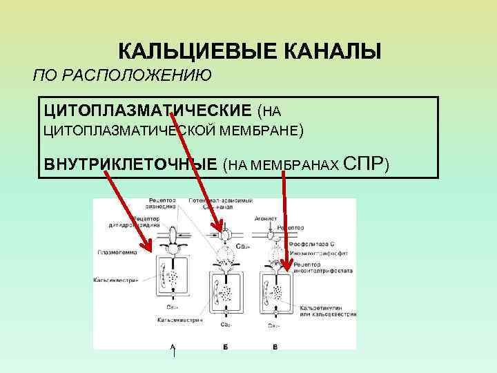 КАЛЬЦИЕВЫЕ КАНАЛЫ ПО РАСПОЛОЖЕНИЮ ЦИТОПЛАЗМАТИЧЕСКИЕ (НА ЦИТОПЛАЗМАТИЧЕСКОЙ МЕМБРАНЕ) ВНУТРИКЛЕТОЧНЫЕ (НА МЕМБРАНАХ СПР) 