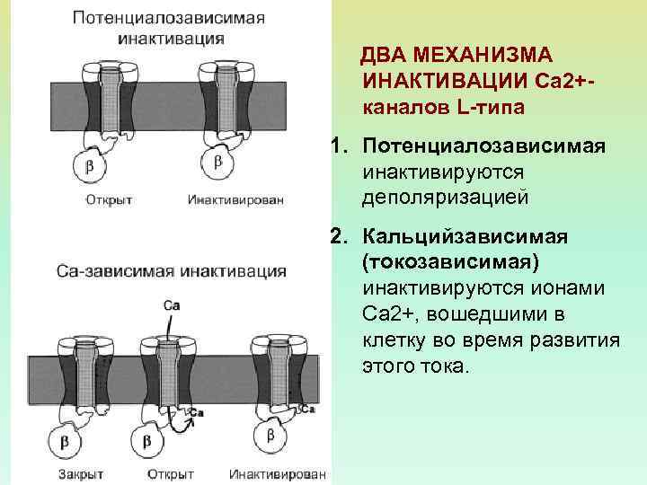 Два механизма. Хемочувствительные ионные каналы. Механоуправляемые ионные каналы. Инактивация ионных каналов. Инактивированные ионные каналы это.