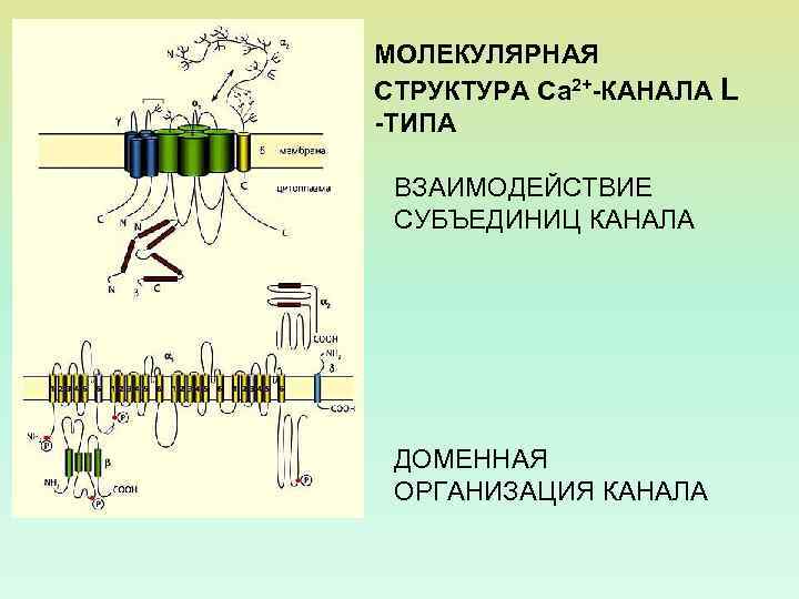 МОЛЕКУЛЯРНАЯ СТРУКТУРА Са 2+-КАНАЛА L -ТИПА ВЗАИМОДЕЙСТВИЕ СУБЪЕДИНИЦ КАНАЛА ДОМЕННАЯ ОРГАНИЗАЦИЯ КАНАЛА 