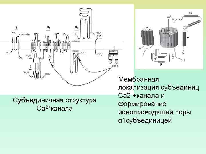 Субъединичная структура Са 2+канала Мембранная локализация субъединиц Са 2 +канала и формирование ионопроводящей поры