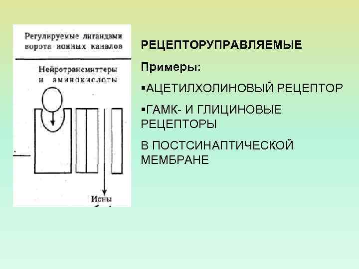 РЕЦЕПТОРУПРАВЛЯЕМЫЕ Примеры: §АЦЕТИЛХОЛИНОВЫЙ РЕЦЕПТОР §ГАМК- И ГЛИЦИНОВЫЕ РЕЦЕПТОРЫ В ПОСТСИНАПТИЧЕСКОЙ МЕМБРАНЕ 