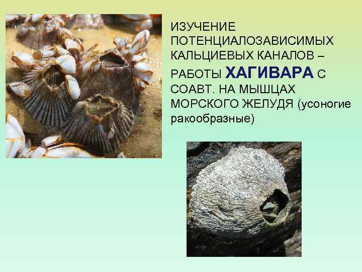 ИЗУЧЕНИЕ ПОТЕНЦИАЛОЗАВИСИМЫХ КАЛЬЦИЕВЫХ КАНАЛОВ – РАБОТЫ ХАГИВАРА С СОАВТ. НА МЫШЦАХ МОРСКОГО ЖЕЛУДЯ (усоногие