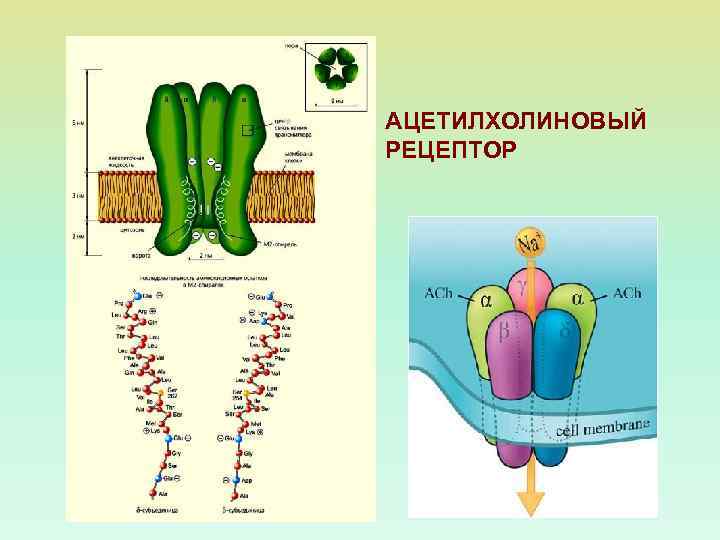 АЦЕТИЛХОЛИНОВЫЙ РЕЦЕПТОР 