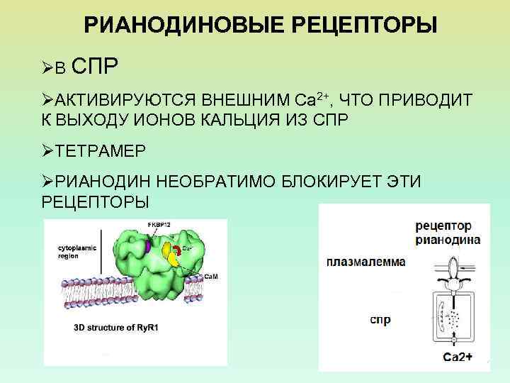 В 3 рецепторы. Рианодиновые рецепторы кальций. Рианидиновые рецептов. Реаногиновые рецепторы. Рианодиновые рецепторы сердца.