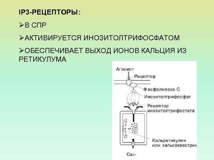 В 3 рецепторы