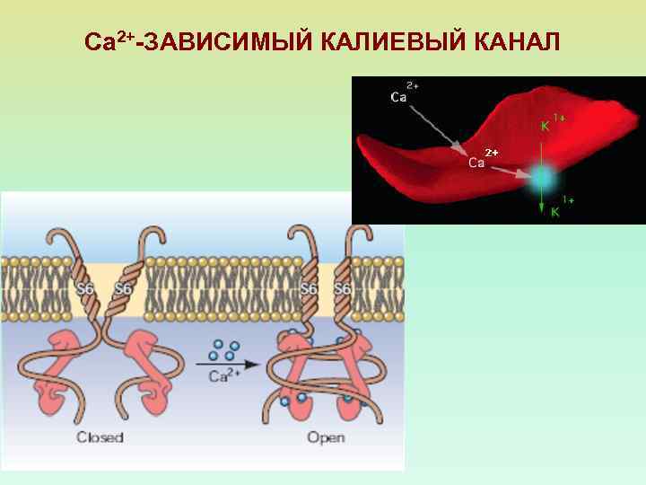 Са 2+-ЗАВИСИМЫЙ КАЛИЕВЫЙ КАНАЛ 