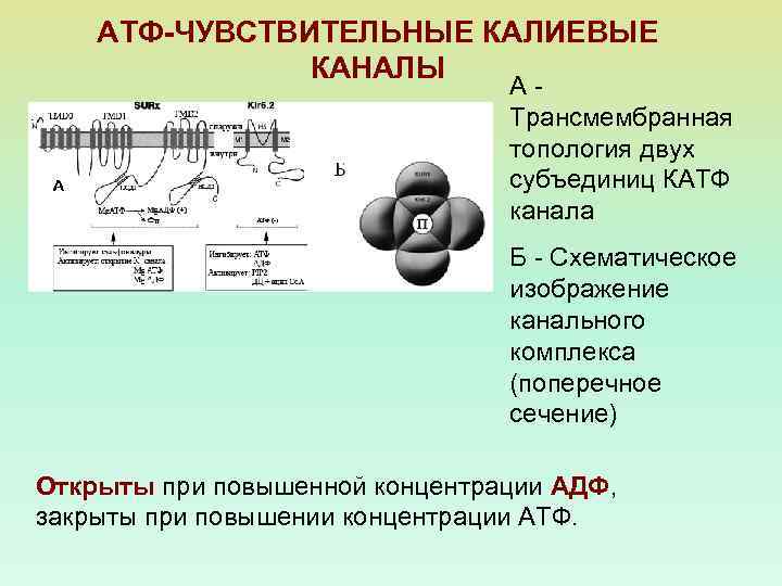 Ионные железы. АТФ зависимые калиевые каналы. АТФ чувствительные калиевые каналы. АТФ регулируемые калиевые каналы.. Структура калиевого канала.