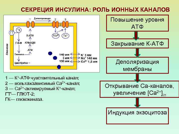 СЕКРЕЦИЯ ИНСУЛИНА: РОЛЬ ИОННЫХ КАНАЛОВ Повышение уровня АТФ Закрывание К-АТФ Деполяризация мембраны 1 —