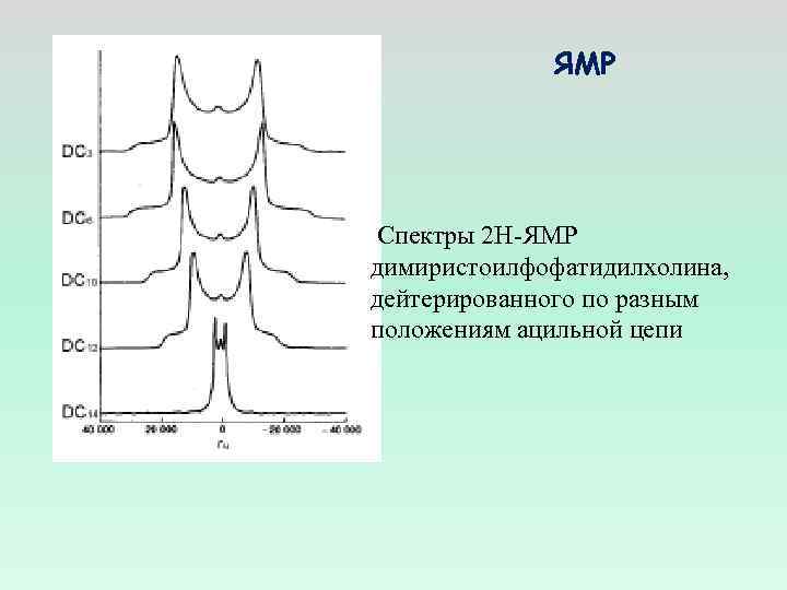 ЯМР Спектры 2 Н-ЯМР димиристоилфофатидилхолина, дейтерированного по разным положениям ацильной цепи 