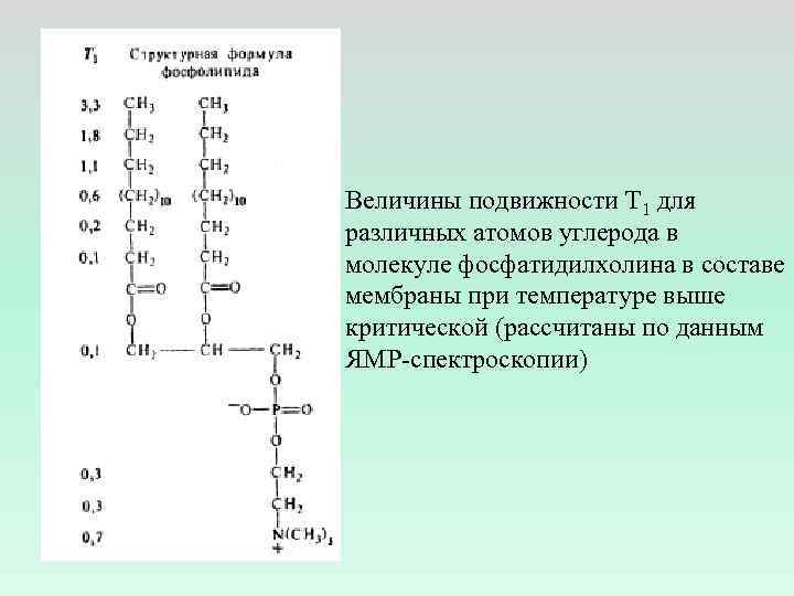 Величины подвижности Т 1 для различных атомов углерода в молекуле фосфатидилхолина в составе мембраны