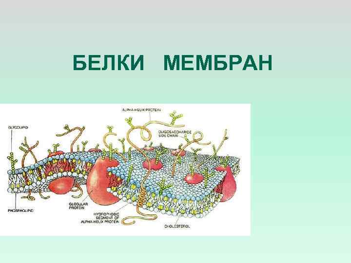 БЕЛКИ МЕМБРАН 