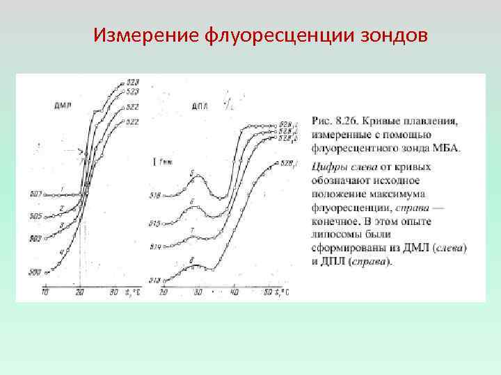 Измерение флуоресценции зондов 